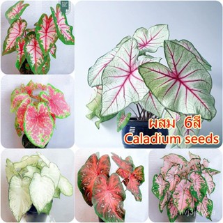 （คุณภาพสูง เมล็ด）100pcs Mixed Colors Caladium Seeds ต้นไม้มงคล บอนไซ บอนต้นสีแปลกๆ flower see/ง่าย ปลูก สวนครัว /ผักชี 9