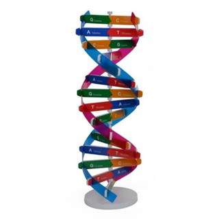 โมเดลของเล่นวิทยาศาสตร์ DNA หลากสีสัน เพื่อการเรียนรู้ สําหรับเด็ก