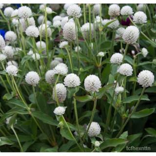 （คุณภาพสูง เมล็ด）เมล็ดพันธุ์ บานไม่รู้โรยสีขาว บรรจุ 20 เมล็ด/ผักชี QVT2