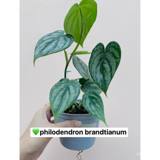 ผลิตภัณฑ์ใหม่ เมล็ดพันธุ์ จุดประเทศไทย ❤philodendron brandtianumฟิโลเดนดรอน แบรนเทียนั่มเมล็ดอวบอ้วน 100% รอคอยท/กะเพรา