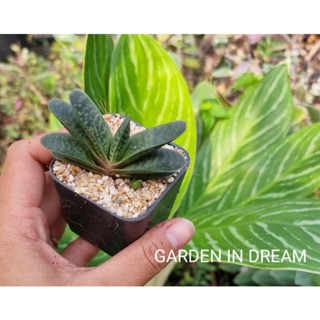 Gasteria แกสทีเรีย หรือ ลิ้นแคระ(ไซต์กระถาง 2 นิ้ว)