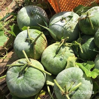 ผลิตภัณฑ์ใหม่ เมล็ดพันธุ์ เมล็ดพันธุ์ ฟักแฟง ผลกลม ฟักหอมกลม WAX GOURD  30 เมล็ด  [10 แถม 1 คละได้] 2JGX คละ สวนคร/เ OFI