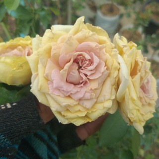 กุหลบลาบเลื้อย สีเหลืองม่วง  บานทนหอม "Robe Dor Rose"