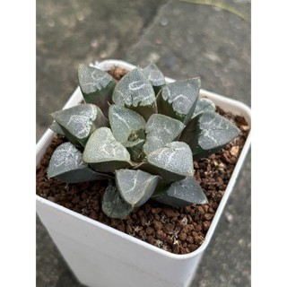 💚ฮาโวเทีย💚 Haworthia Correcta White Monster God ต้นนี้ฟอร์มสวยมาก (ฮาโวเทีย, แคคตัส, ไม้อวบน้ำ, กระบองเพชร)