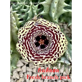 เก๋งจีน Huernia Splash pranburi hybrid *กิ่งเด็ดสด* แคคตัส ไม้อวบน้ำ Cactus and Succulent