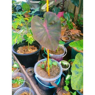 Spylocke Colocasia (ไซลอค) New Hybrid.ไม้สวยประดับสวน