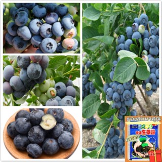 （คุณภาพสูง เมล็ด）เมล็ดพันธุ์บลูเบอร์รี่ (Blueberry Seeds) บรรจุ 30 เมล็ด พันธุ์ไม้ผล ต้นผลไม้/ง่าย ผัก ปลูก /ง่าย RIBS