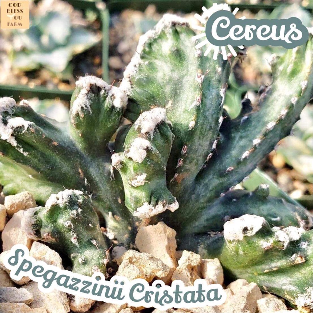 [ปะการังคริส] Cereus Spegazzinii Cristata แคคตัส ต้นไม้ หนาม ทนแล้ง กุหลาบหิน อวบน้ำ พืชอวบน้ำ succulent cactus