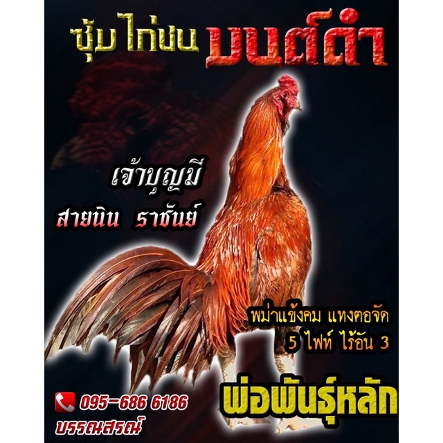 ไข่ไก่ชนพม่าแข้งคม สายเลือดนินจาพม่าราชัน100% เจ้าบุญมี