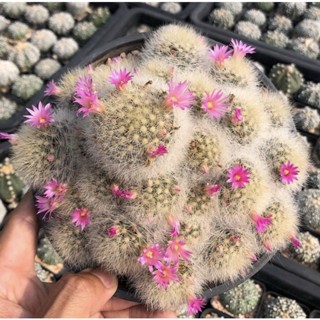 🌸🌸ดอกบานรอบต้นขนาดนี้อดใจไม่ไหวแน่นอน สวยปรอทแตก🔥🔥🔥 Mammillaria Laui🍭 แมมลาวอ้ายขนสีเหลือง🐥ดอกสีชมพูหวานบานเต็มคาราเบล🌺