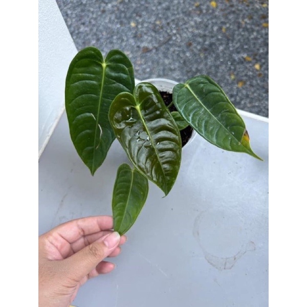 Anthurium king narrow (คิง)