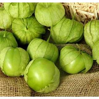 เมล็ดพันธุ์โทมาทิลโล่สีเขียว Green Tomatillo Seeds บรรจุ 25 เมล็ด คุณภาพดี ของแท้ ราคาถูก นำเข้าจากต่างประเทศ