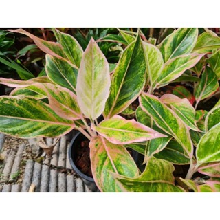 อโกลนีมา (Aglonema sp.) พลอยชมพู แสงเพชรแสงพลอย ออโรโร่า