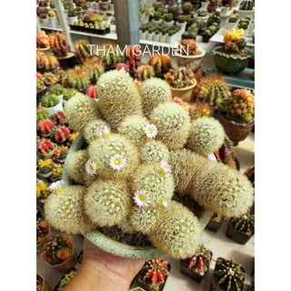 mammilaria carmenea hyb คามิเน่หนาใเหลืองอ่อน ดอกชมพู