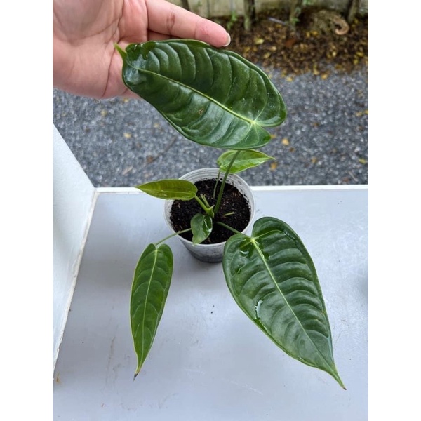 Anthurium king narrow (คิง)