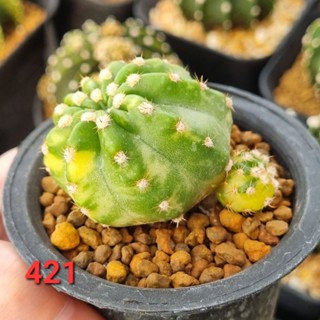 echinopsis subdenudata​ variegated