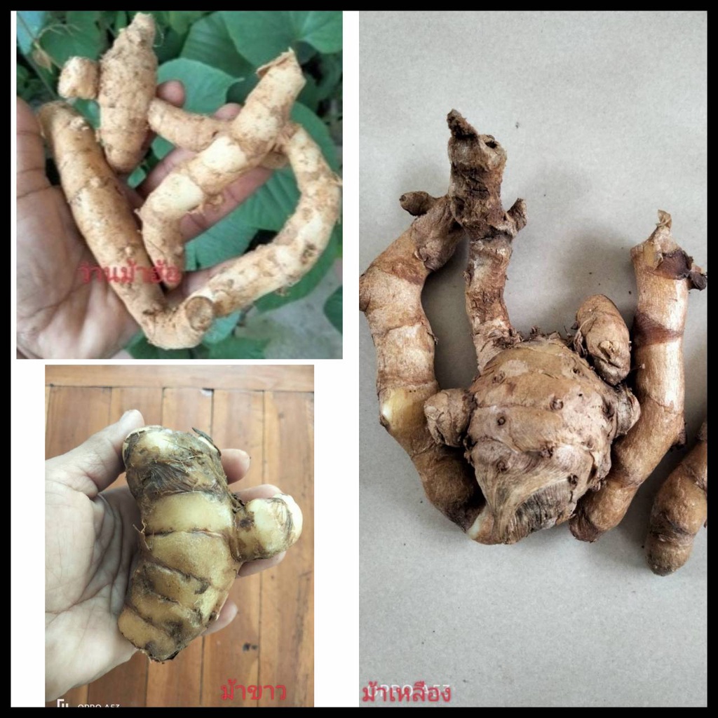 รวมว่านตระกูลม้า 4ชนิด1เหง้า (แยกให้เลือก) ว่านม้าขาว ว่านม้าเหลือง ว่านม้าฮ้อม้ง ว่านม้าฮ้อใหญ่