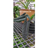 อโลคาเซีย สคัลปรัม (Alocasia Scalprum)