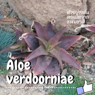 Aloe verdoorniae ไม้เพาะเมล็ด #aloeverdoorniae #อโลเวร่า #aloe