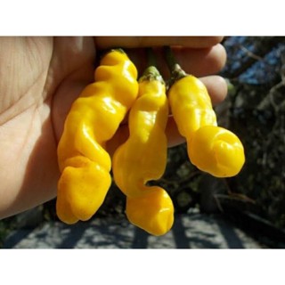 เมล็ดพันธุ์พริกกระจู๋สีเหลือง (Yellow Peter Pepper Seed) บรรจุ 25 เมล็ด ของแท้ คุณภาพดี ราคาถูก นำเข้าจากต่างประเทศ