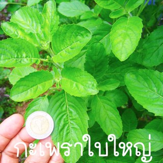 กะเพราใบใหญ่🎯ถูกที่สุด10บ.🎯เมล็ดพันธุ์กะเพราใบใหญ่100-600เมล็ด🌿ปลูกง่าย🌱โตไว🌱ใบใหญ่