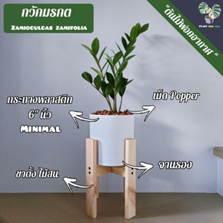 🌿กวักมรกต (ZZ Plant)(ต้นไม้ฟอกอากาศ) ต้นสูง25-30+ซม. พร้อมกระถางพลาสติก6"+จานรอง+เม็ดPopper+ขาตั้งไม้สน