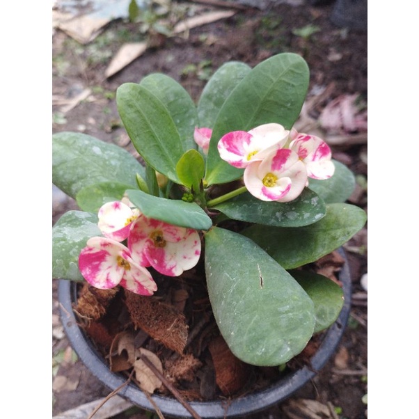 ต้นโป๊ยเซียนดอกใหญ่สีขาวลายชมพู ชื่อ