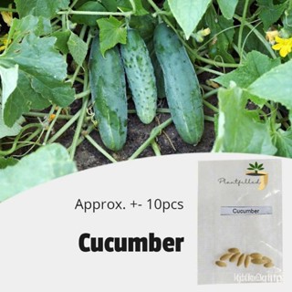 ผลิตภัณฑ์ใหม่ เมล็ดพันธุ์ จุดประเทศไทย ❤[Plantfilled] Cucumber Seeds | Vegetables - 10 seedsเมล็ดอวบอ้วน 100% ร /มะเขือ