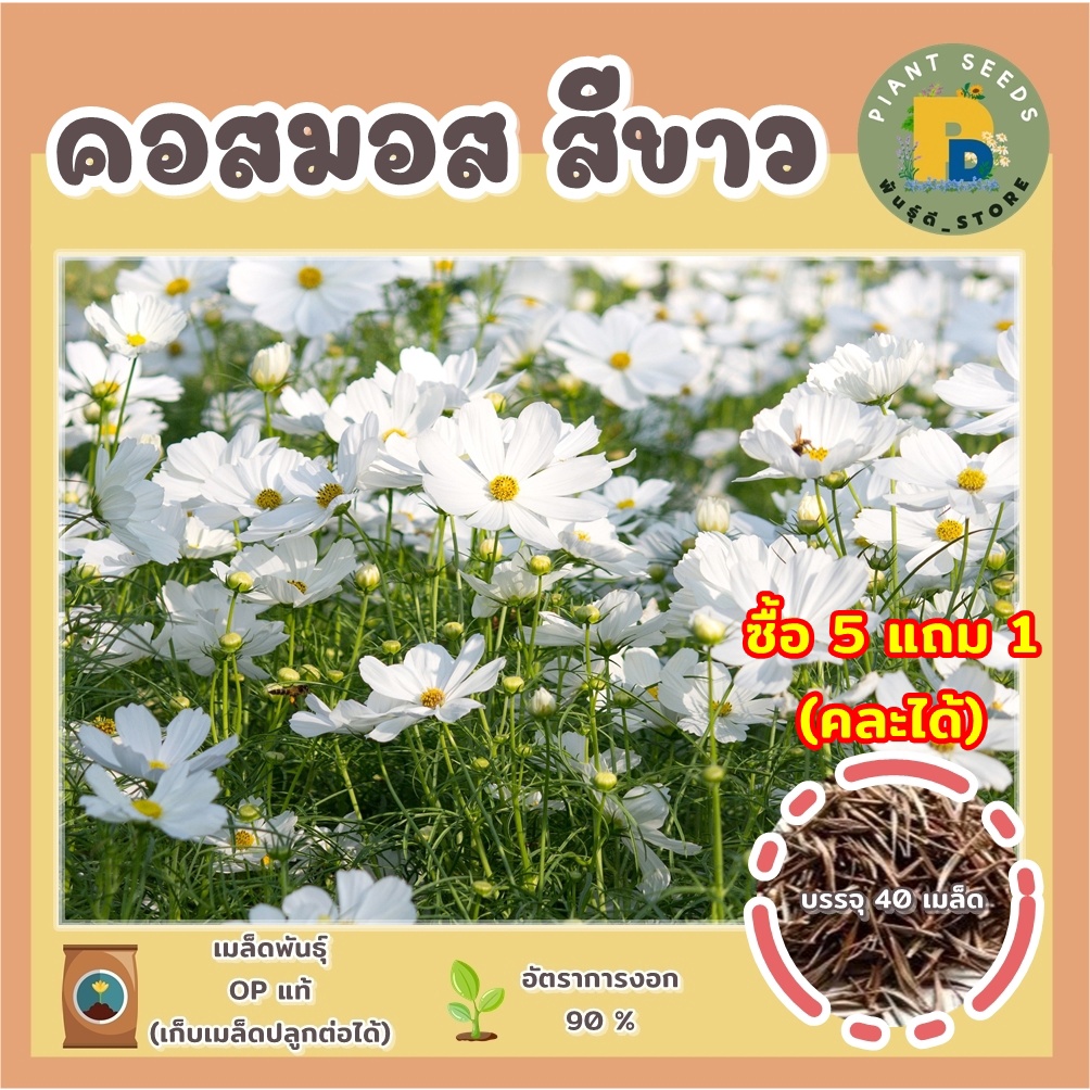 เมล็ดพันธุ์ดอกคอสมอสสีขาว ดาวกระจายสีขาว 40 เมล็ด (White Purity Cosmos Flower Seed) เมล็ดพันธุ์แท้ (ซื้อ 5 แถม 1)