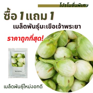 เมล็ดพันธุ์มะเขือ 1แถม1 (300 เมล็ด)