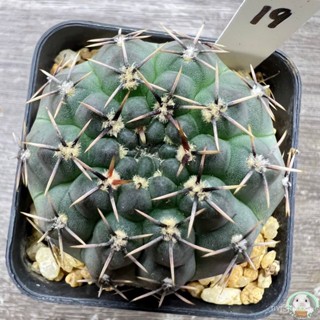 (W19) ต้นยิมโนบัลเดียนัม ไม้เมล็ด - (Gymnocalycium baldianum) - แคคตัส/ง่าย ปลูก สวนครัว เมล็ด/มะเขือ RYZ2