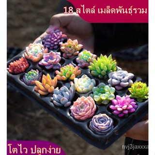 （คุณภาพสูง เมล็ด）จัดส่งในพื้นที่ 50เมล็ด Mixed Succulent Seeds บอนสีหายาก ต้นบอนสีชายชล ต้นบอ/ง่าย ปลูก สวนครัว /ผักชี 3