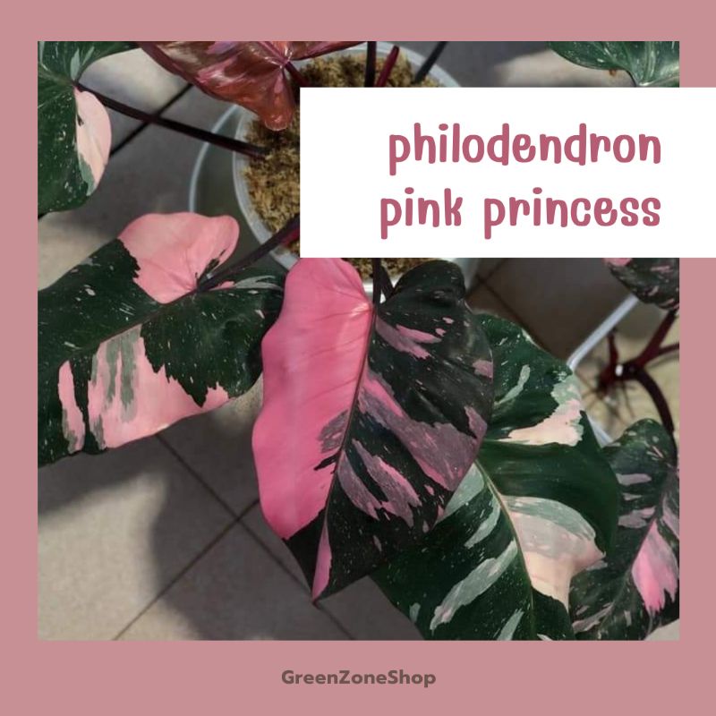 Philodendron Pink Princess 5"