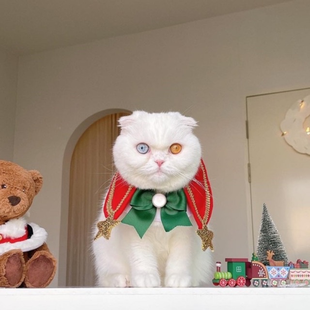 ชุดดาวคริสต์มาส - Christmas Collection Purrpet