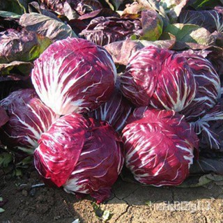 ผลิตภัณฑ์ใหม่ เมล็ดพันธุ์ 2022เมล็ดอวบอ้วน แรดิชิโอ พอลล่าโรซ่า (Radicchio Palla Rosa Seed) บรรจุ 500 เมล็ด คุณภ/ต้นอ่อน