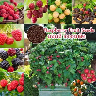 （คุณภาพสูง เมล็ด）1000 ชิ้น/ถุง Raspberry Fruit Seeds for Planting พันธุ์ไม้ผล เมล็ดพันธุ์ ต้น/มะเขือ ผัก ปลูก /มะเขือ 3N