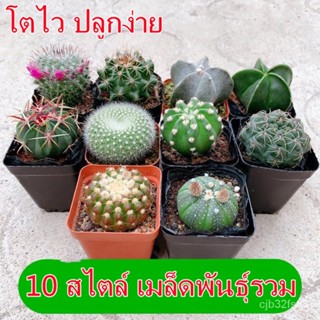 （คุณภาพสูง เมล็ด）Cactus Seeds 50 pcs/bag เมล็ดแคคตัส กระบองเพชร เมล็ดพันธุ์ ต้นกระบองเพชร บอลสี ต้นบ/ง่าย ปลูก ส/ต้นอ่อน