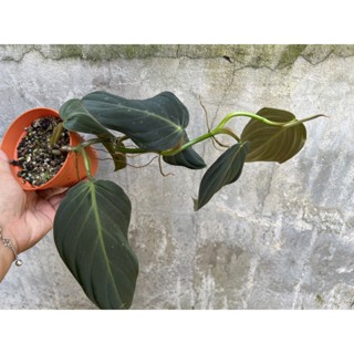 ฟิโลกิแกส Philodendron gigas กระถาง 4นิ้ว