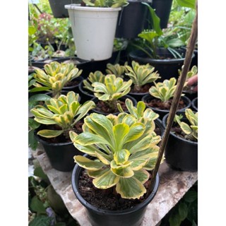 Euphorbia poissonii variegated​ ต้นไม้มงคล ทองอำพัน ไซส์กระถาง4-5นิ้ว