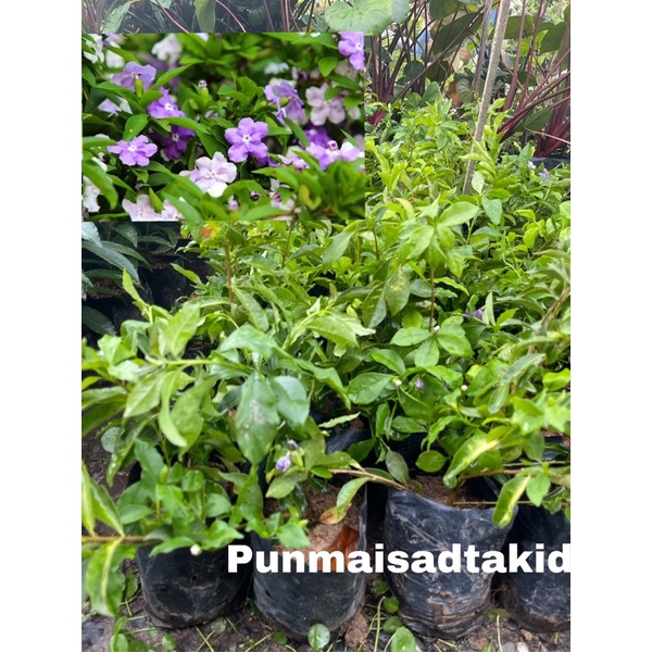 ต้นพุดสามสี มี3สีในต้นเดียว ออกดอกตลอดปี เสียหายเคลมฟรี