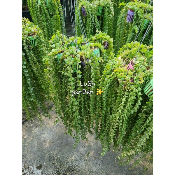 เดฟหัวใจแขวนสวยๆ 1 มัด 10 ต้น ✨️✨️ ฟอร์มแน่น ใบงาม พร้อมปลูก!