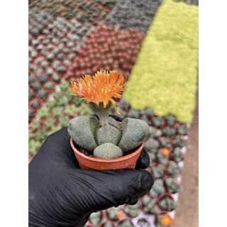 2”-Pleiospilos   Neil หรือต้นเงินจีน