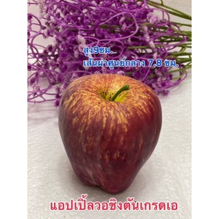 ผลไม้ปลอม โมเดลแอปเปิ้ลวอชิงตันเกรดเอ แอปเปิ้ลปลอม