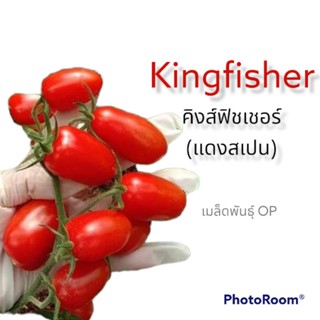 เมล็ด​มะเขือเทศ​ พันธุ์​คิงส์​ฟิชเชอร์​ (Kingfisher)​-แดงสเปน