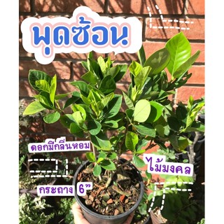 พุดซ้อนไม้มงคล ดอกกลิ่นหอม ต้นสวยๆแข็งแรง พร้อมส่ง 🌿🌿