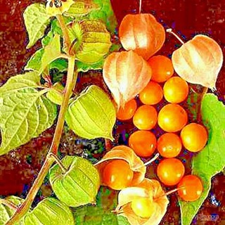 ผลิตภัณฑ์ใหม่ เมล็ดพันธุ์ CAPE GOOSEBERRY 10 RARE FRUIT SEEDS HEIRLOOM SWEET NON-GMO COMBINED 4N7D คละ สวนครัว/ผักชี็ LX