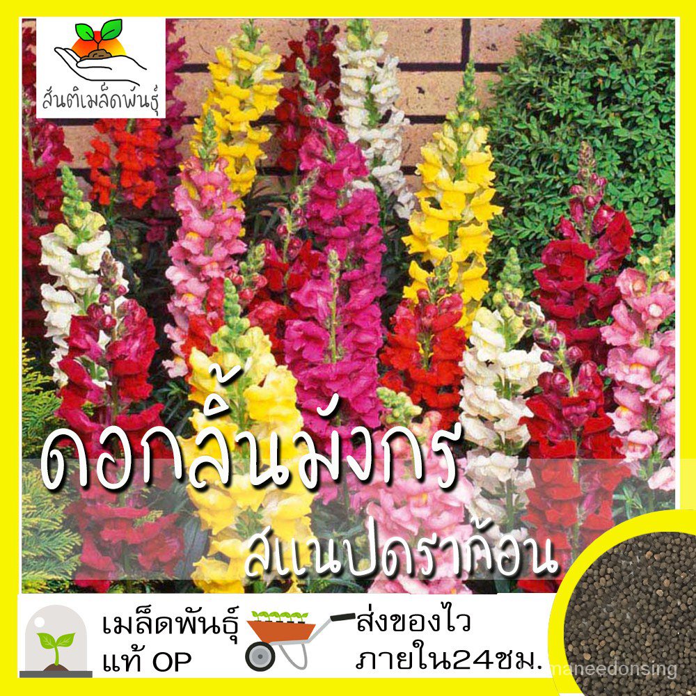เมล็ดพันธุ์คุณภาพสูงในสต็อกในประเทศไทยเมล็ดอวบอ้วน ดอกลิ้นมังกร สแนปดราก้อน 1000 เมล็ด Snapdragon Flower เมล็ดอวบอ้วนแท้
