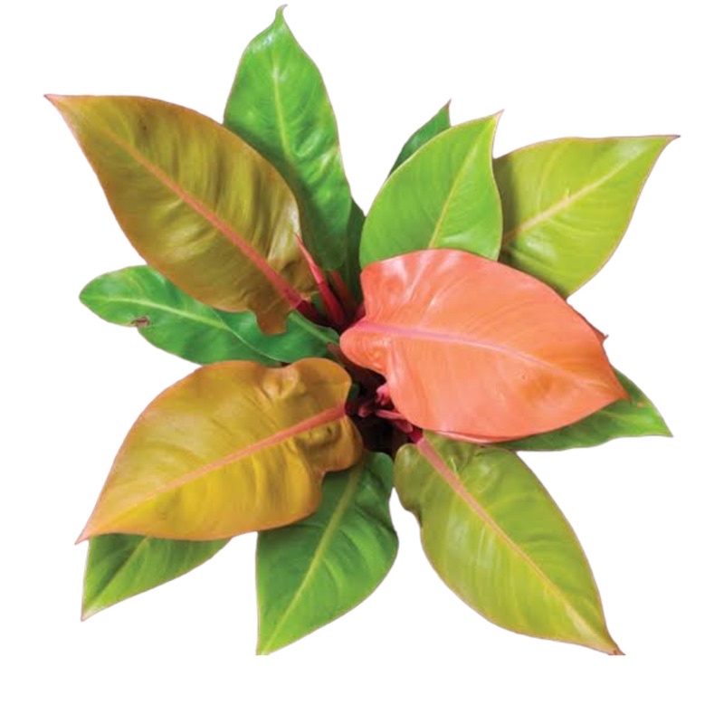 เชอรี่เรด กุมารแดงเรียกทรัพย์ กระถาง 11 นิ้ว Philodendron Cherry Red Pot”11  Size “L”
