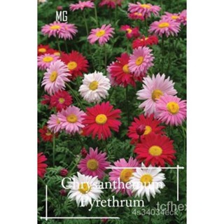 ผลิตภัณฑ์ใหม่ เมล็ดพันธุ์ จุดประเทศไทย ❤Chrysanthemum Pyrethrum seeds - 120 Seed Pyrethrum/ยุงดอกเบญจมาศ Tanam P/มะเขือ