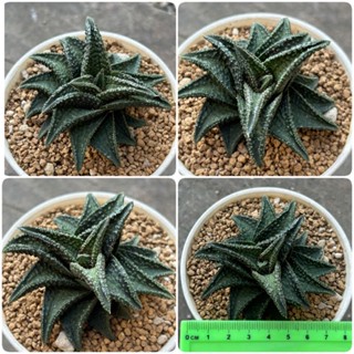 ไม้อวบน้ำ Haworthia tessellata “Onigawara” สวย ไม้มาใหม่ ต้นนี้น่ารักมากๆ (ฮาโวเทีย, แคคตัส, ไม้อวบน้ำ, กระบองเพชร)